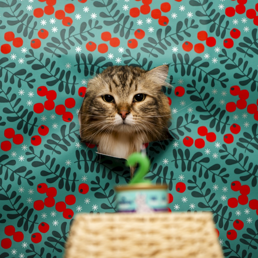 Tajfun’s Second Birthday
